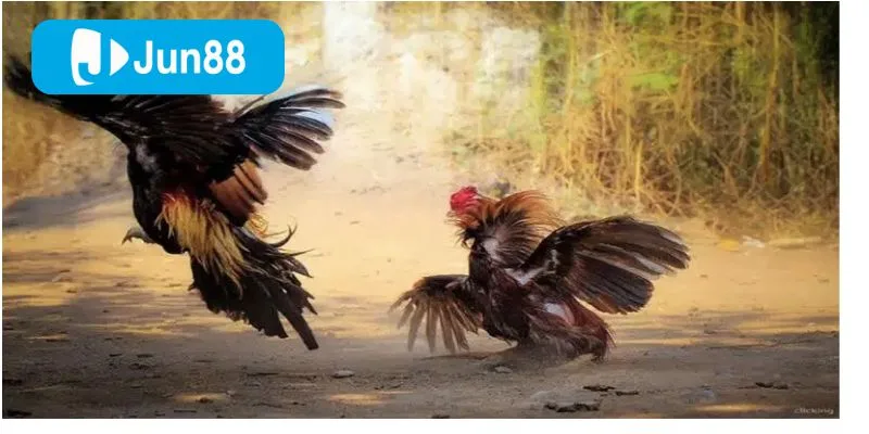 Tỷ lệ ăn được hiển thị minh bạch ngay trên bảng cược