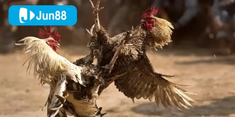 Jun88 đầu tư mạnh vào công nghệ phát trực tuyến đá gà cựa sắt