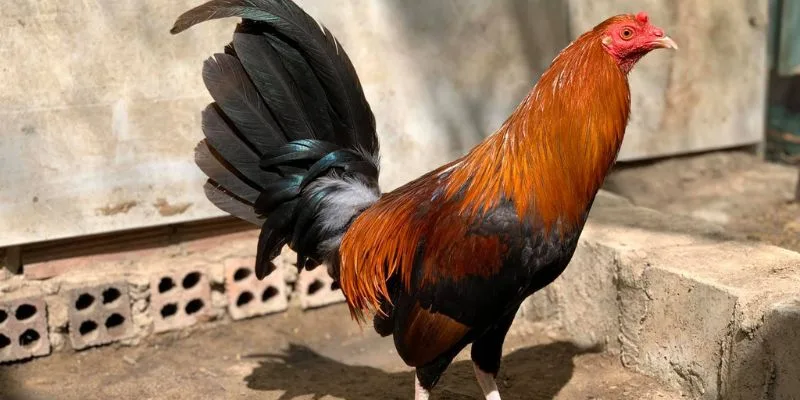 Lợi ích xem live đá gà cựa sắt Full HD 24/7 không giật lag